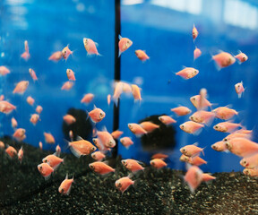 Group of small pink tropical fish swimming in a clear aquarium tank with blue background. Aquatic...