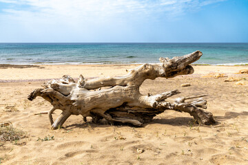 Driftwood on Sandy Beach in Portu Maga Sardinia