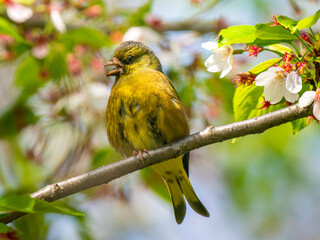 枝にとまるカワラヒワ