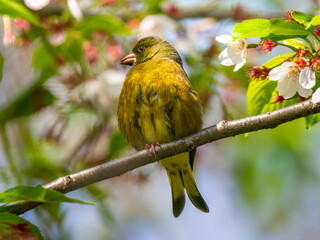 枝にとまるカワラヒワ