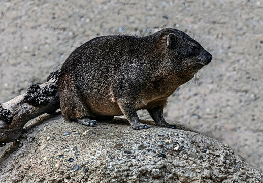 Rock hyrax also called rock badger and Cape hyrax. Latin name - Procavia capensis	