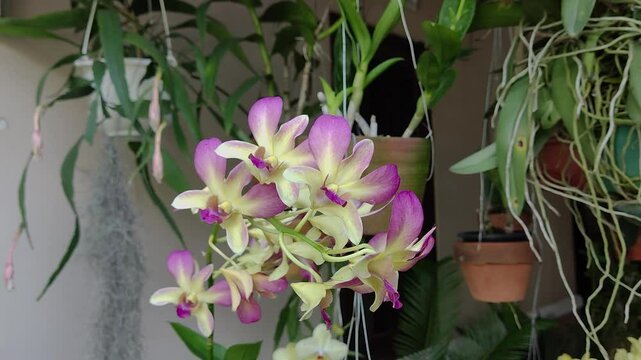 rare Beautiful Dendrobium nobile or orchids flower are blooming in the morning, 4k high resolution cinematic