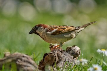 Haussperling