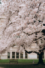 Two sakura trees located along a path near a building with columns. The photo is about urbanism, landscape design, seasonal changes, and the combination of architecture and flora.