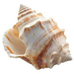 Shell collection coastal beach natural object marine beauty isolated on transparent background