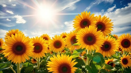 Obraz premium Sunflowers bask in golden sunlight, reaching for the clear blue sky dotted with fluffy clouds.