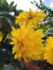 Yellow