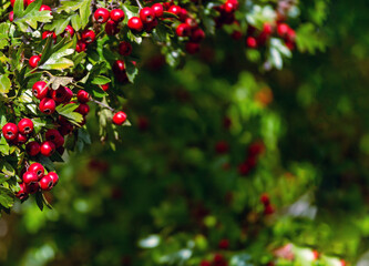 Bright red hawthorn berries cluster on a leaf-covered branch