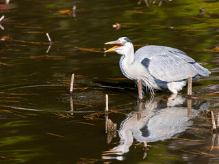 水辺のアオサギ