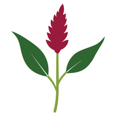 White Amaranth Flower Design