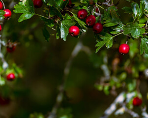 Red berries hang from a hawthorn tree branch in a sunlit forest during autumn
