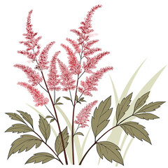 Californian Poppy Flower