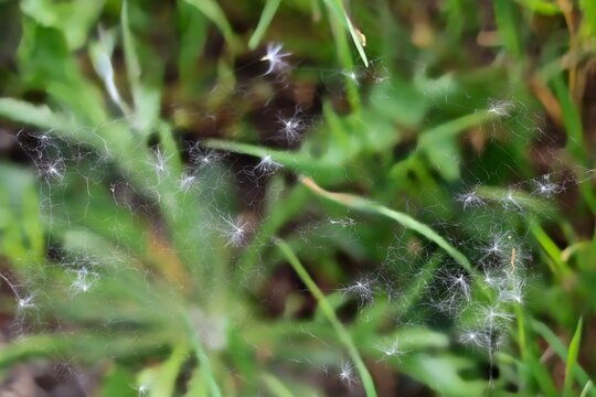 Macro de tela de ara&ntilde;a con semillas de chopo en primavera