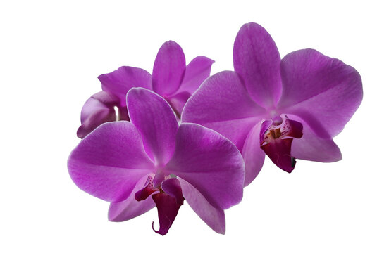 purple orchid isolated on white background