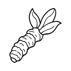 vector illustration of a turmeric root
