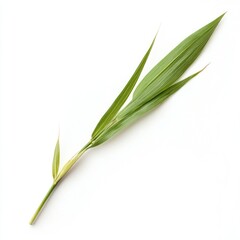 Fototapeta premium Fresh green grass stalk against white background