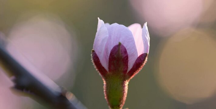 Time-lapse of a blooming slowly opening flower bud, nature awakening in soft light, spring