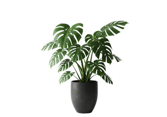 Monstera plant in the white pot, green houseplant isolated background