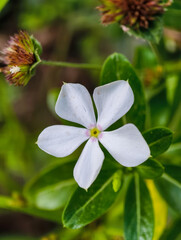 Flores montañas tropicales de america