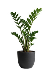 Fototapeta premium Zamioculcas Zamiifolia plant in the black pot, green houseplatn isolated background
