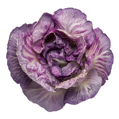 Obraz premium Purple cabbage displays intricate layers and vibrant colors showcasing its natural beauty and freshness at a local market