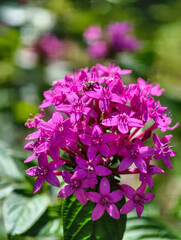 Fototapeta premium Flores montañas tropicales de america