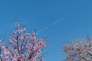 快晴の青空にピンクの桜　飛行機雲
