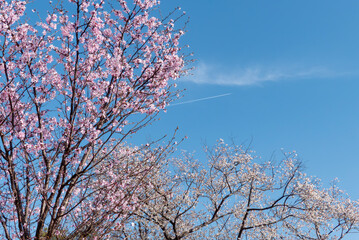 快晴の青空にピンクの桜　飛行機雲