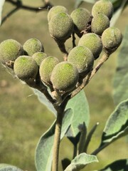 seeds of the Solanum mauritianum tree
