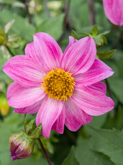 Obraz premium Flores montañas tropicales de america