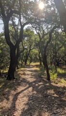 Sunlight streaming through trees along a serene forest pathway for nature lovers