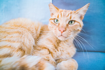 Naklejka premium ギリシャのミコノス島の風景