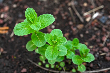 Mint plant