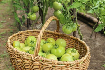 Green tomato harvest in basket close up on garden bed with tomato plants. Harvesting organic...