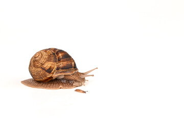 snail on a white background