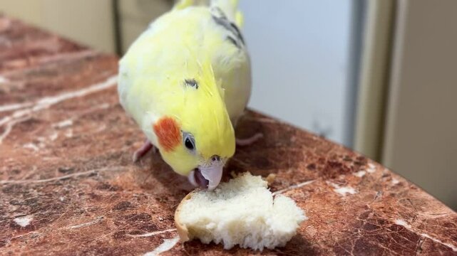 A corella parrot sits on a brown table and eats white bread