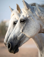 Obraz premium Close-up of Arabian horses, showcasing their beauty and historical significance in Emirati culture.