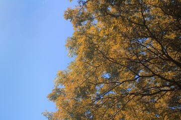 Golden Tree Canopy Against Bright Blue Sky