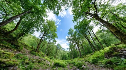 Obraz premium Lush Green Forest Canopy - Vibrant green forest scene, looking up at the sunlit canopy of tall trees. Tranquil nature background