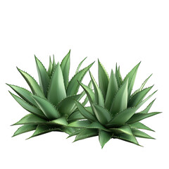Fototapeta premium Green agave plants arranged in a group, showcasing their vibrant and spiky leaves under bright lighting