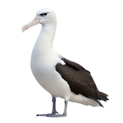 Fototapeta premium Majestic albatross standing gracefully on a white background showcasing its unique features and beauty