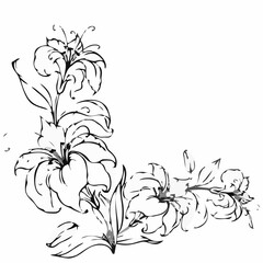 Elegant Lily Flower Sketch 