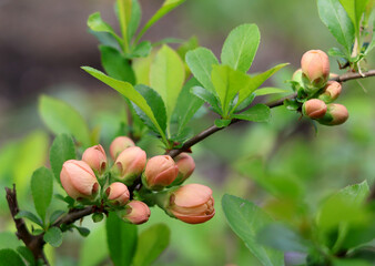 Leaves and buds of a beautiful variety of Japanese quince