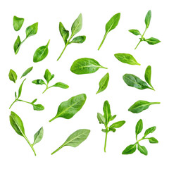 Fresh spinach leaves arranged neatly on a white background for culinary uses in salads and cooking preparations