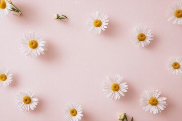 Fototapeta premium Delicate daisies arranged on a soft pink background. A pretty floral design.