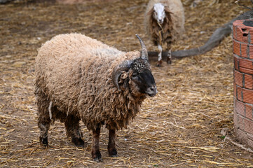 Gros mouton dans une bergerie