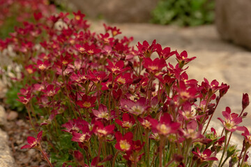 Cluster of Red Mossy Saxifrage Flowers in Bloom, Vibrant and Fresh, Against a Natural Stone Background