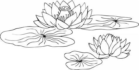 Water Lily Flowers and Leaves