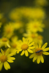 Macro close-up of bright yellow wildflowers (likely common ragwort – Senecio jacobaea) blooming in their natural meadow habitat. The flowers emerge from lush green vegetation with a softly blurred bac