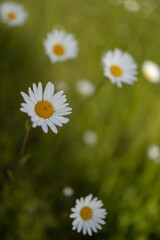 Obraz premium Macro shot of blooming oxeye daisies (Leucanthemum vulgare) in a sunlit meadow,